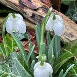 Galanthus nivalisKwiat