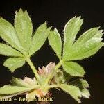 Potentilla clusiana Blad