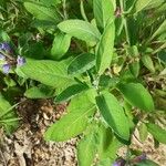 Salvia officinalis Blatt