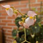 Begonia bowerae 花