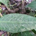Clidemia ombrophila Hoja