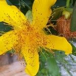 Hypericum calycinum 花