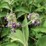 Solanum mauritianumЦветок