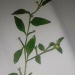 Ludwigia perennis Kora