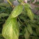Solanum muricatum Lorea
