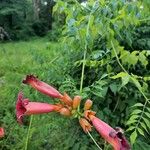 Campsis radicansÇiçek