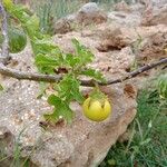 Solanum linnaeanumLeht