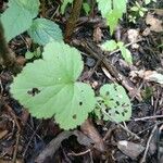 Geum canadense Frunză