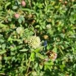 Trifolium alexandrinum Flor