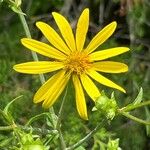 Silphium asteriscus Flower