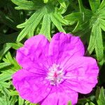 Geranium sanguineum Цвят