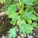 Sassafras albidum পাতা