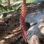 Pterospora andromedea Flower