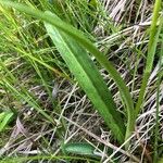 Dactylorhiza traunsteineri Liść