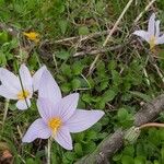 Crocus pulchellus 花