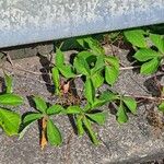 Parthenocissus quinquefolia Yaprak