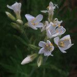 Polemonium foliosissimum Fiore