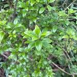 Rubia fruticosa Hoja