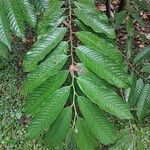 Annona reticulata पत्ता