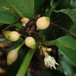 Empogona gossweileri Frucht