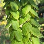 Phyllodium pulchellum Leaf