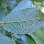 Salix myrsinifolia पत्ता