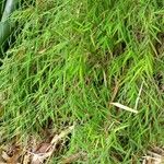 Ancistrachne numaeensis Hoja
