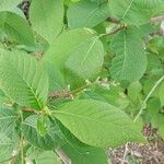 Pterostyrax hispidus Folla