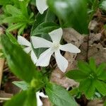 Vinca difformis Květ