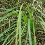 Carex atherodes Лист