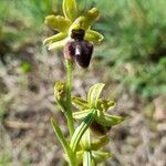 Ophrys virescens Flower