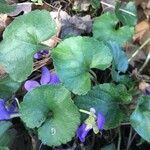 Viola hirta 葉