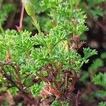 Pelargonium fruticosum Leaf