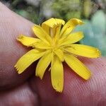 Hieracium gouanii Blüte