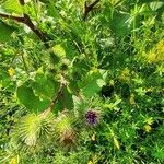 Arctium lappaFlower