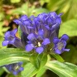 Gentiana cruciata പുഷ്പം