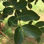 Schotia brachypetala ഇല