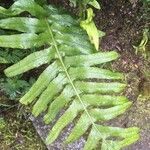 Polypodium scouleri 葉