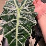 Alocasia sanderiana W.BullFoglia