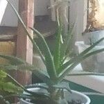 Aloe sp. pic not good enough for IDপাতা