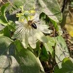Passiflora subpeltata ফুল