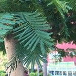 Delonix regia Lapas