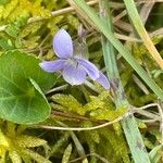 Viola hirta Blad