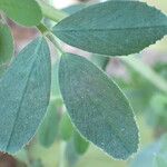 Medicago sativa ഇല