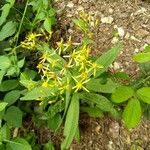 Senecio serra Flower