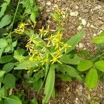 Senecio serra Flor