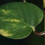 Epipremnum aureum Hoja
