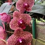 Phalaenopsis spp. ফুল