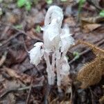 Monotropa uniflora Цвят