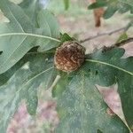 Quercus cerris Frukto